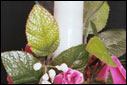 Float Candles 001