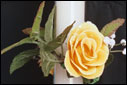 Float Candles 002
